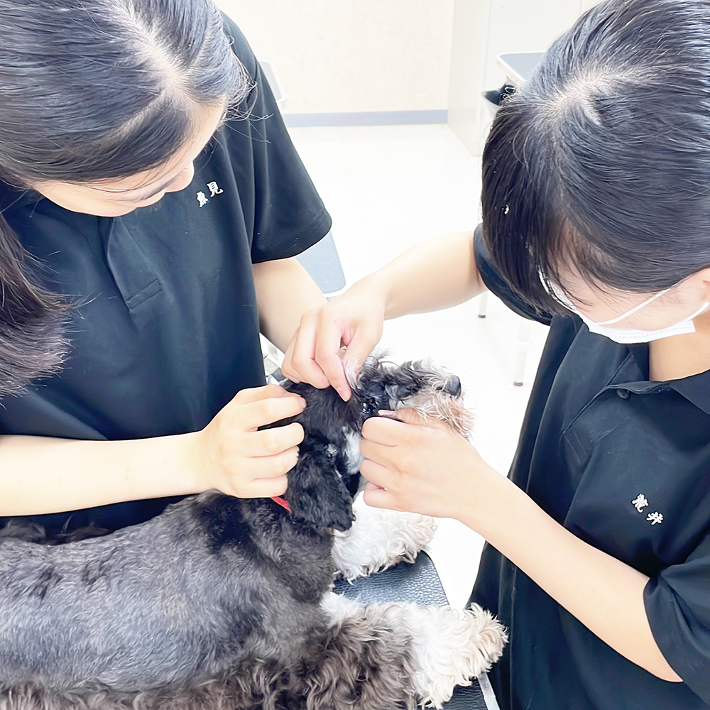 モデル犬の健康管理☆